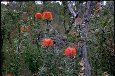 APII jpeg image of Banksia coccinea  © contact APII