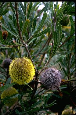 APII jpeg image of Banksia laevigata  © contact APII