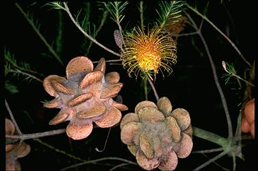APII jpeg image of Banksia laricina  © contact APII