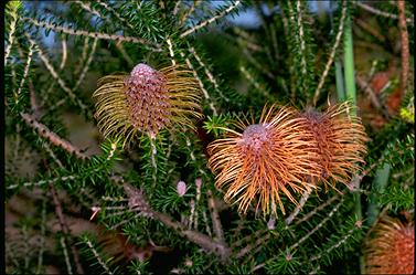 APII jpeg image of Banksia meisneri var. meisneri  © contact APII