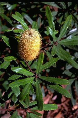 APII jpeg image of Banksia oblongifolia  © contact APII