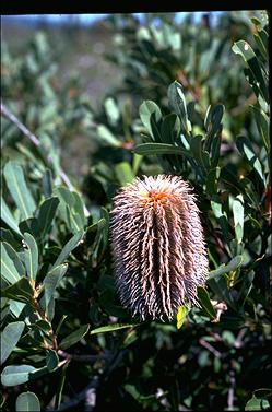 APII jpeg image of Banksia oreophila  © contact APII