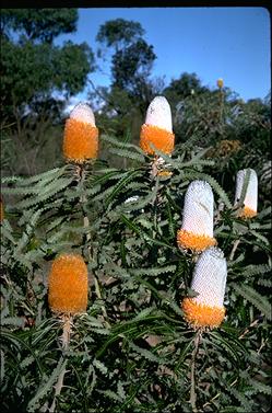 APII jpeg image of Banksia prionotes  © contact APII