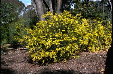 APII jpeg image of Acacia oxycedrus  © contact APII