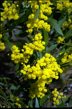 APII jpeg image of Acacia pycnantha  © contact APII