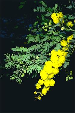 APII jpeg image of Acacia spectabilis  © contact APII