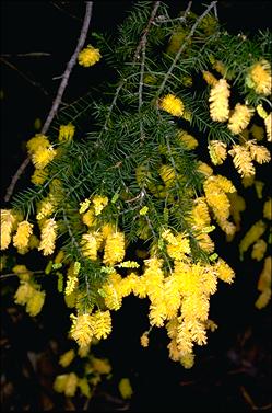 APII jpeg image of Acacia vetticillata  © contact APII