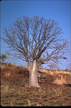 APII jpeg image of Adansonia gregorii  © contact APII