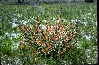 APII jpeg image of Adenanthos obovatus  © contact APII