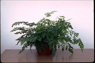 APII jpeg image of Adiantum aethiopicum  © contact APII