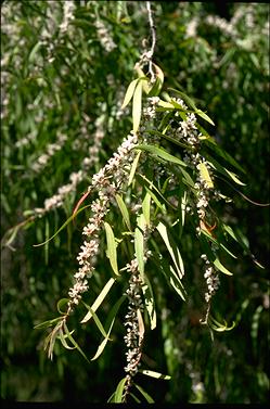 APII jpeg image of Agonis flexuosa  © contact APII