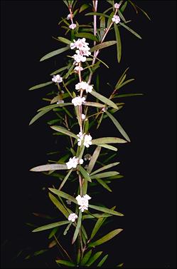 APII jpeg image of Taxandria linearifolia  © contact APII