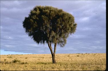 APII jpeg image of Allocasuarina verticillata  © contact APII