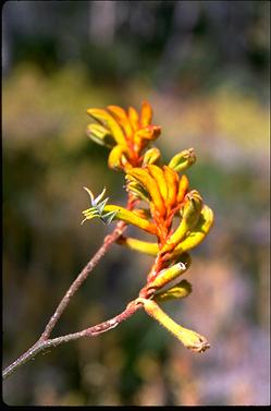 APII jpeg image of Anigozanthos 'Bush Noon'  © contact APII