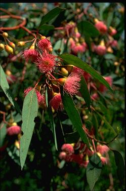 APII jpeg image of Eucalyptus petiolaris  © contact APII