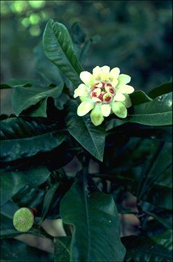 APII jpeg image of Eupomatia bennettii  © contact APII