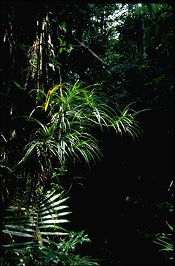 APII jpeg image of Freycinetia excelsa  © contact APII