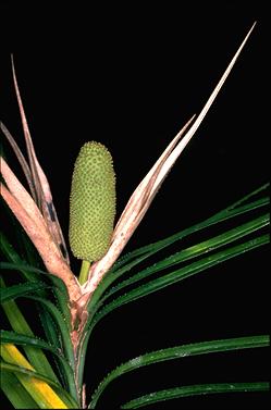 APII jpeg image of Freycinetia excelsa  © contact APII