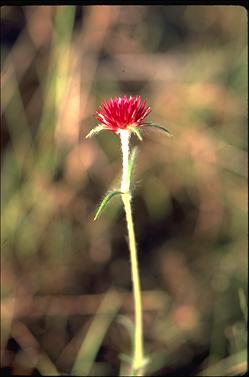 APII jpeg image of Gomphrena canescens subsp. erythrina  © contact APII