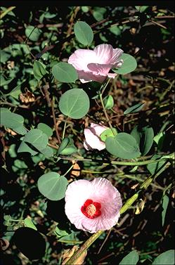 APII jpeg image of Gossypium sturtianum  © contact APII