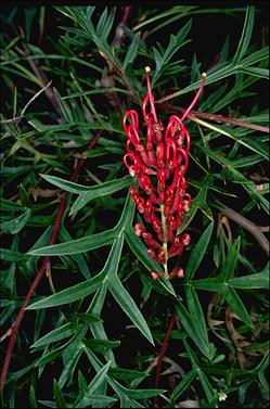 APII jpeg image of Grevillea 'Bronze Rambler'  © contact APII