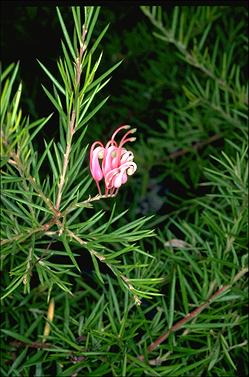 APII jpeg image of Grevillea 'Pink Lady'  © contact APII