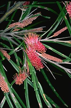 APII jpeg image of Grevillea aspleniifolia  © contact APII