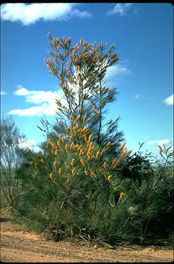 APII jpeg image of Grevillea excelsior  © contact APII