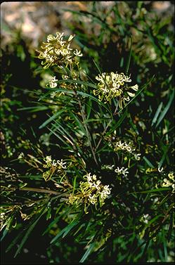 APII jpeg image of Grevillea chloraxantha  © contact APII