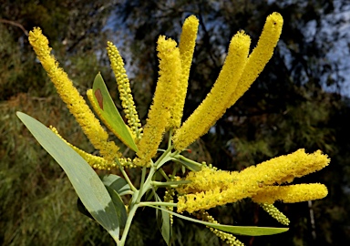 APII jpeg image of Acacia cretata  © contact APII