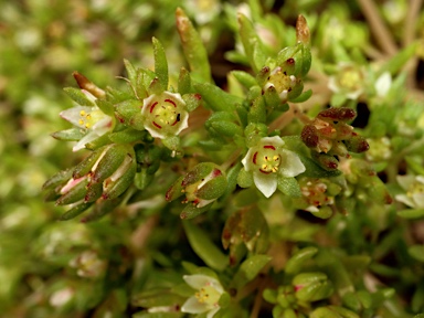 APII jpeg image of Crassula decumbens  © contact APII