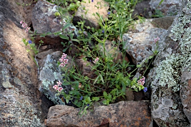 APII jpeg image of Silene gallica var. quinquevulnera  © contact APII