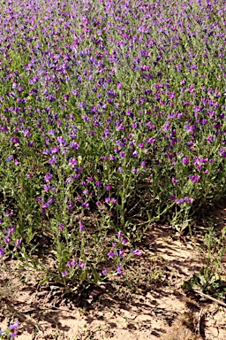 APII jpeg image of Echium plantagineum  © contact APII