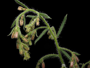APII jpeg image of Gonocarpus elatus  © contact APII