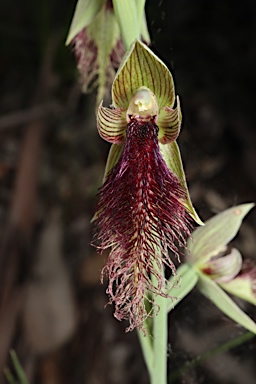 APII jpeg image of Calochilus robertsonii  © contact APII