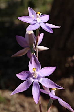 APII jpeg image of Thelymitra megcalyptra  © contact APII