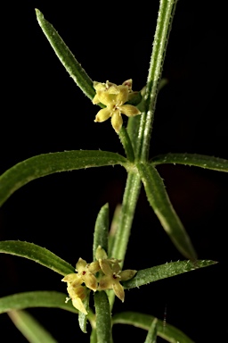 APII jpeg image of Galium gaudichaudii subsp. gaudichaudii  © contact APII