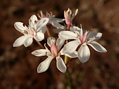 APII jpeg image of Burchardia umbellata  © contact APII