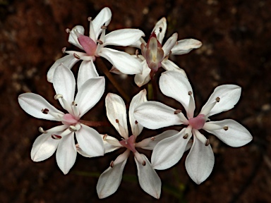 APII jpeg image of Burchardia umbellata  © contact APII