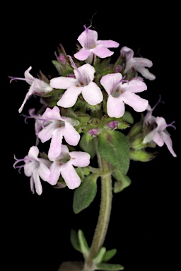 APII jpeg image of Thymus vulgaris  © contact APII