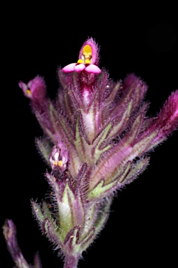 APII jpeg image of Parentucellia latifolia  © contact APII