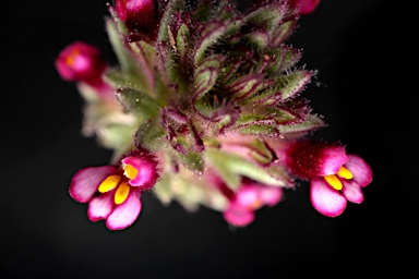 APII jpeg image of Parentucellia latifolia  © contact APII