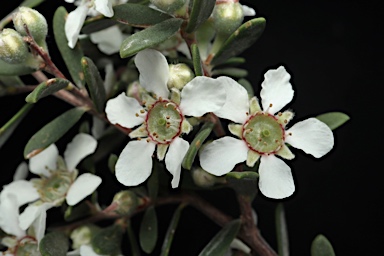 APII jpeg image of Leptospermum brevipes  © contact APII