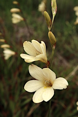 APII jpeg image of Tritonia gladiolaris  © contact APII