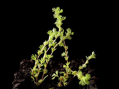 APII jpeg image of Ranunculus sessiliflorus var. sessiliflorus  © contact APII
