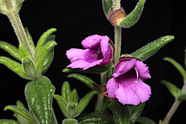 APII jpeg image of Prostanthera makinsonii  © contact APII