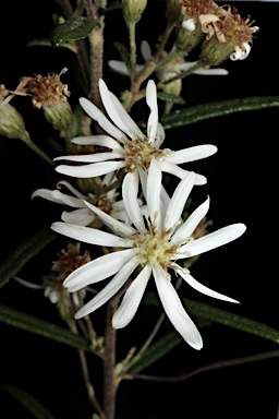 APII jpeg image of Olearia stenophylla  © contact APII