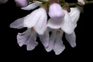 APII jpeg image of Prostanthera williamsii  © contact APII