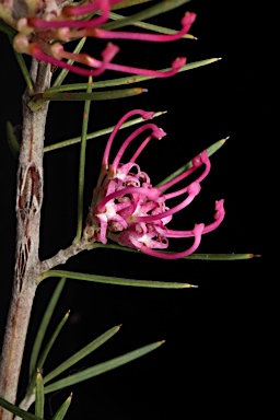 APII jpeg image of Grevillea confertifolia  © contact APII