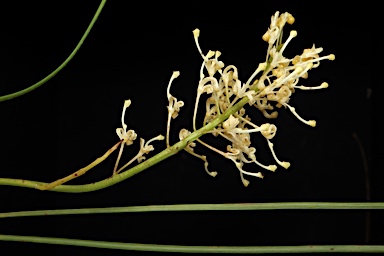 APII jpeg image of Grevillea obliquistigma subsp. funicularis  © contact APII